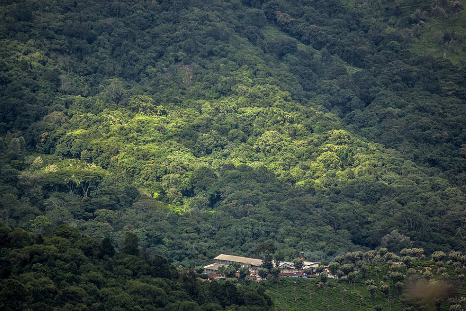 Mandarin Orchid Resort at long wood forest